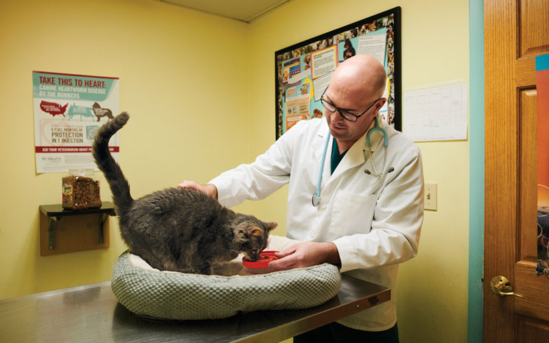 Dr. Jeremy Welsh treating a cat at Shaker Heights Animal Hospital