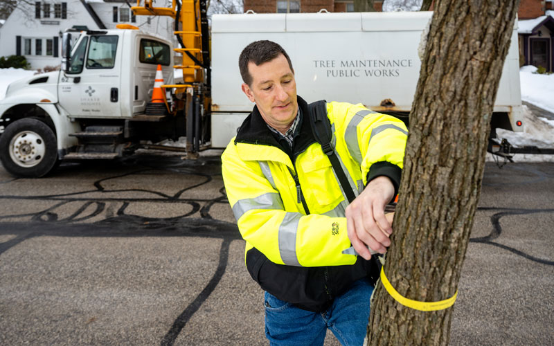 City forester Charles Orlowski measuring the diameter of a street tree