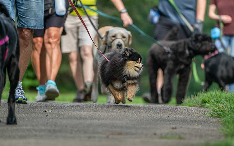 A dogs view of the Shaker Heights Pack Walk