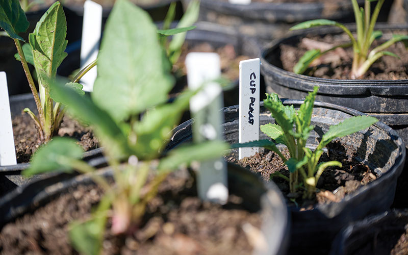C;pse up of native flowering plants, including cup plant, ready for planting