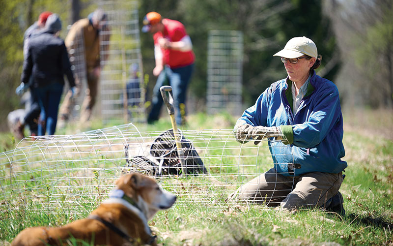Volunteer setting up a cage around a newly planted native tree