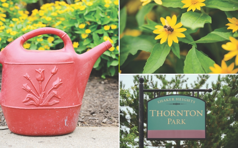 From left: red watering can, yellow flowers in bloom, Thornton Park sign