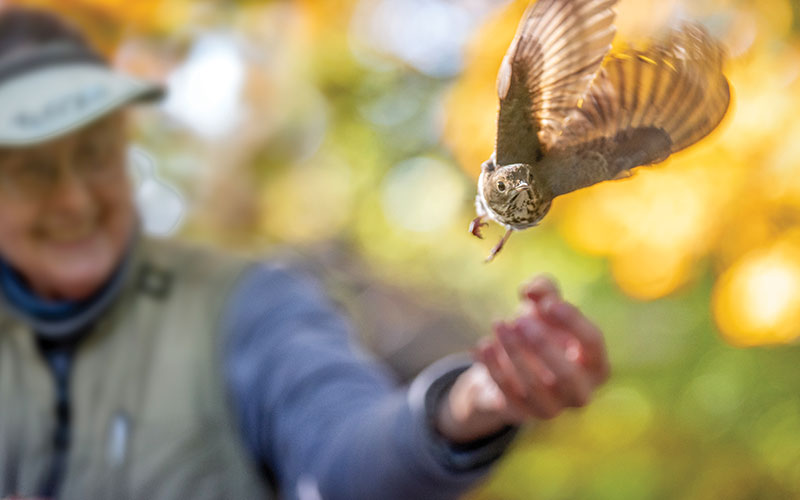 Bird taking off from Julie West's hand after being banded