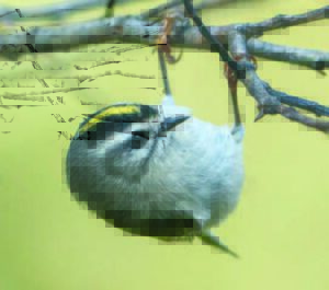 Golden Crowned Kinglet