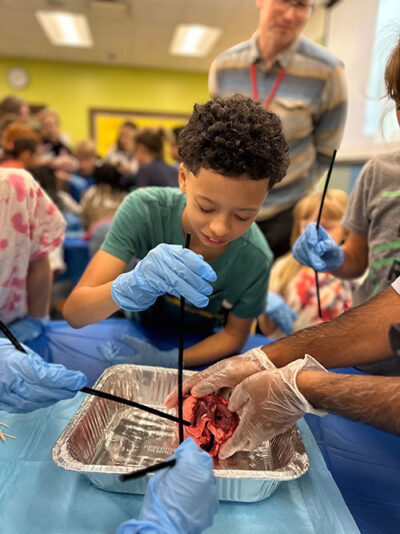 Elementary student dissecting a heart